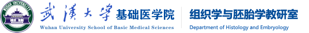 组织胚胎学
